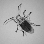 Snow Beetles