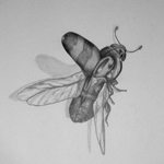Snow Beetles