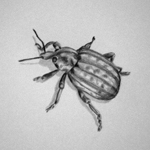 Snow Beetles