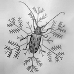 Snow Beetles