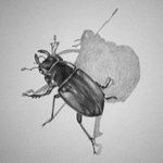 Snow Beetles